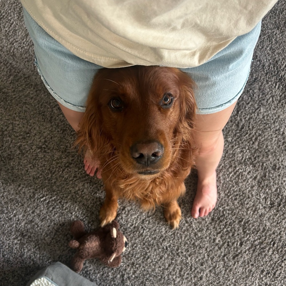 Meet your Posher, Sadie